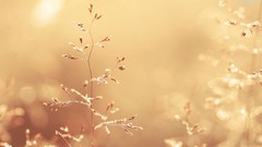 Landscapes abstract Plants dreamy