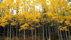 Landscapes Alaska birch Aspen national park