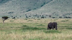 Landscapes Animals Africa elephants