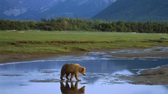 Landscapes Animals Alaska national park crossing