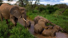 Landscapes Animals bathing elephants national geographic Kenya 