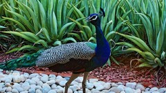 Landscapes Animals Birds India Peacocks