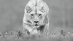 Landscapes Animals black and white Lions feline