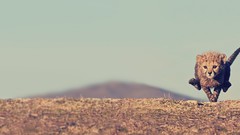 Landscapes Animals cats running Kittens Africa fields cheetahs