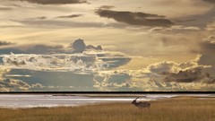 Landscapes Animals clouds fields
