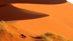 Landscapes Animals deserts Leopards