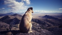 Landscapes Animals Dogs garrett meyers