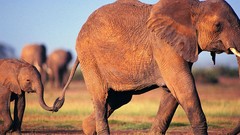 Landscapes Animals elephants baby