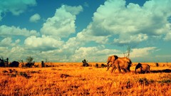 Landscapes Animals elephants baby