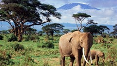 Landscapes Animals elephants baby animals
