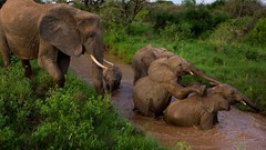 Landscapes Animals elephants national geographic rivers Kenya 