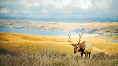Landscapes Animals elk