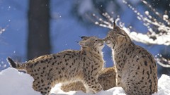 Landscapes Animals germany lynx pair national park