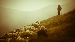 Landscapes Animals hills sheep