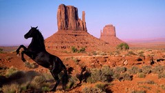 Landscapes Animals Horses