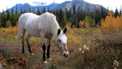 Landscapes Animals Horses
