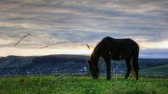 Landscapes Animals Horses