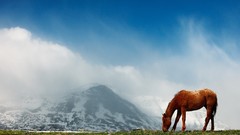 Landscapes Animals Horses