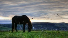 Landscapes Animals Horses