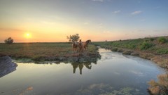 Landscapes Animals Horses