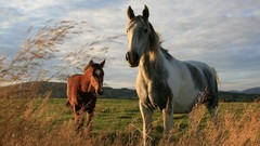 Landscapes Animals Horses