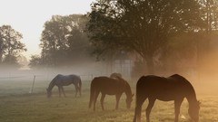 Landscapes Animals Horses fields