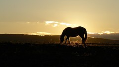 Landscapes Animals Horses silhouettes sunlight