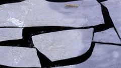 Landscapes Animals ice Polar Bears