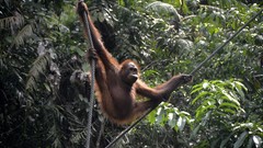 Landscapes Animals jungle orangutans