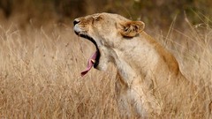 Landscapes Animals Lions national geographic