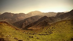 Landscapes Animals Mountains