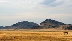 Landscapes Animals Mountains Horses running wild animals prarie