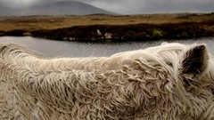 Landscapes Animals national geographic