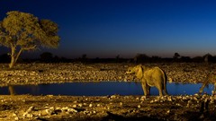 Landscapes Animals night Giraffes elephants ponds