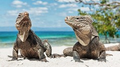 Landscapes Animals ocean iguana Reptiles lizards