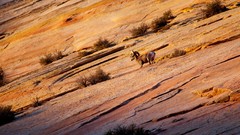 Landscapes Animals sheep horns bushes deserts