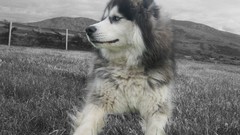 Landscapes Animals Snow Dogs Siberian Husky husky