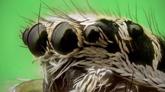 Landscapes Animals spiders