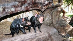 Landscapes Animals tasmania Australia
