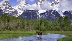 Landscapes Animals Wyoming lakes national park grand teton 