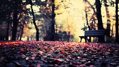 Landscapes autumn bench bokeh fallen leaves