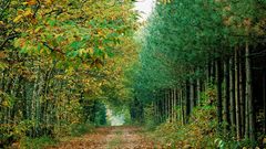 Landscapes autumn forests roads