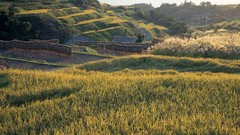 Landscapes autumn harvest