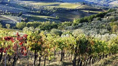 Landscapes autumn harvest