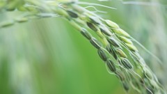 Landscapes autumn harvest