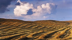 Landscapes autumn harvest