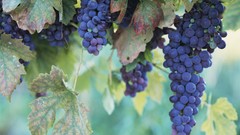 Landscapes autumn harvest grapes fruit trees