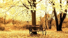Landscapes autumn leaves bench