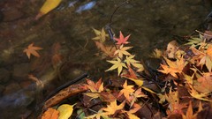 Landscapes autumn maple-leaf shrine