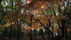 Landscapes autumn maple-leaf shrine
